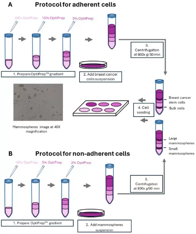 Density gradient centrifugation protocols for adherent (A) and non-adherent (B) breast cancer cells to isolate cancer stem cells